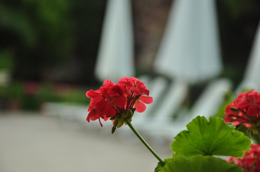 ปาล์ม คอร์ต สวีท ไอย์วาลิก Bed & Breakfast ไอวาลิค ภายนอก รูปภาพ